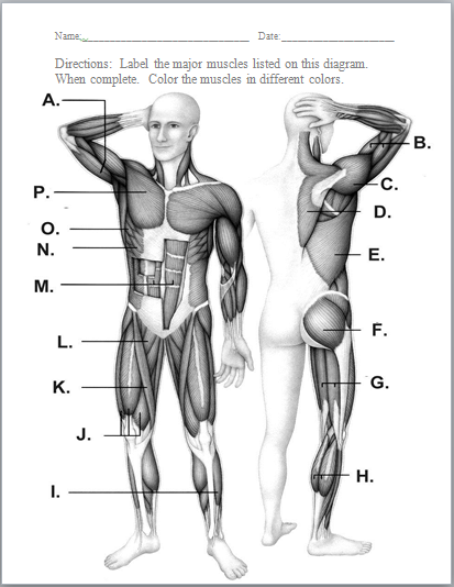 Muscle diagram worksheet answers